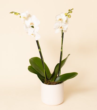 Orquidea Phalaenopsis - Flores a Domicilio
