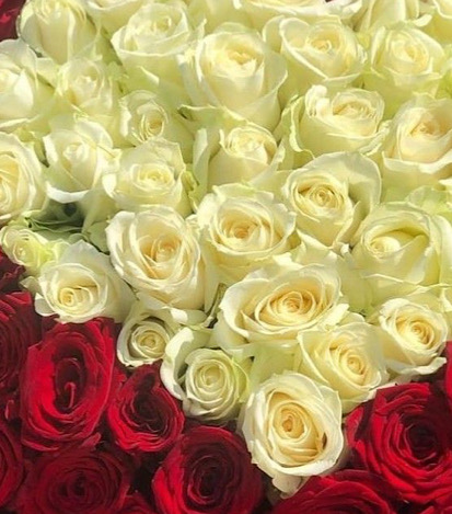 150 Rosas . - Flores a Domicilio 1