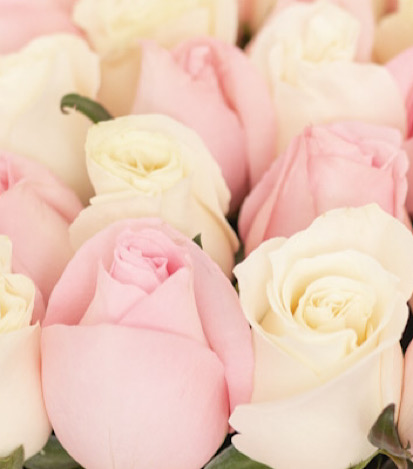 Estuche con 25 Rosas - Arreglo de flores a domicilio 4
