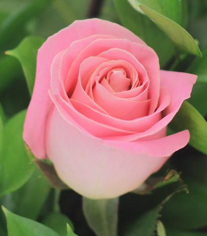  Florero 18 Rosas - Flores a Domicilio 1