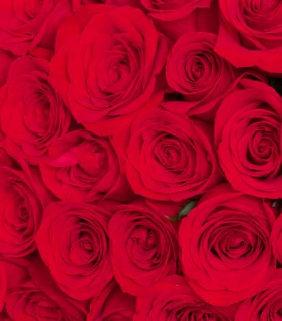 Bouquet 24 Rosas - Flores a Domicilio 4