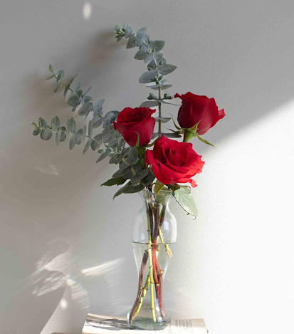  rosas y follaje elegante - Flores a Domicilio