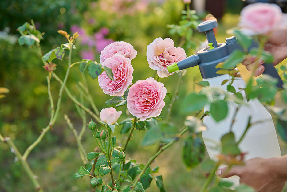 Rosal saludable con flores
