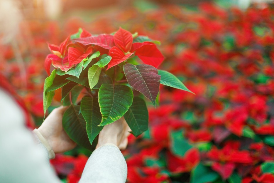 Flor de nochebuena tradicional mexicana