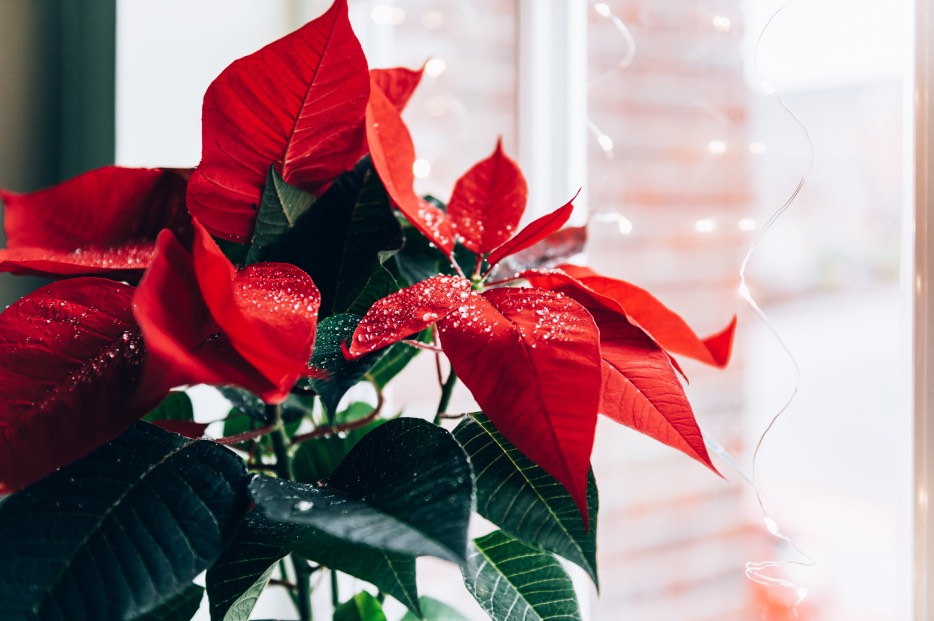 Historia de la flor nochebuena en México