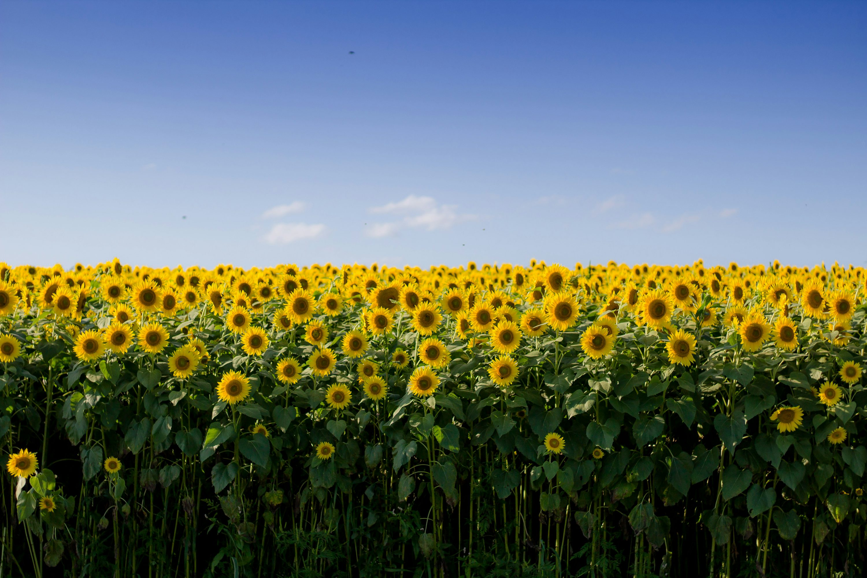 Cómo cuidar girasoles: guía completa
