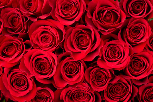 Rosas rojas para San Valentín: significados ocultos que no conocías