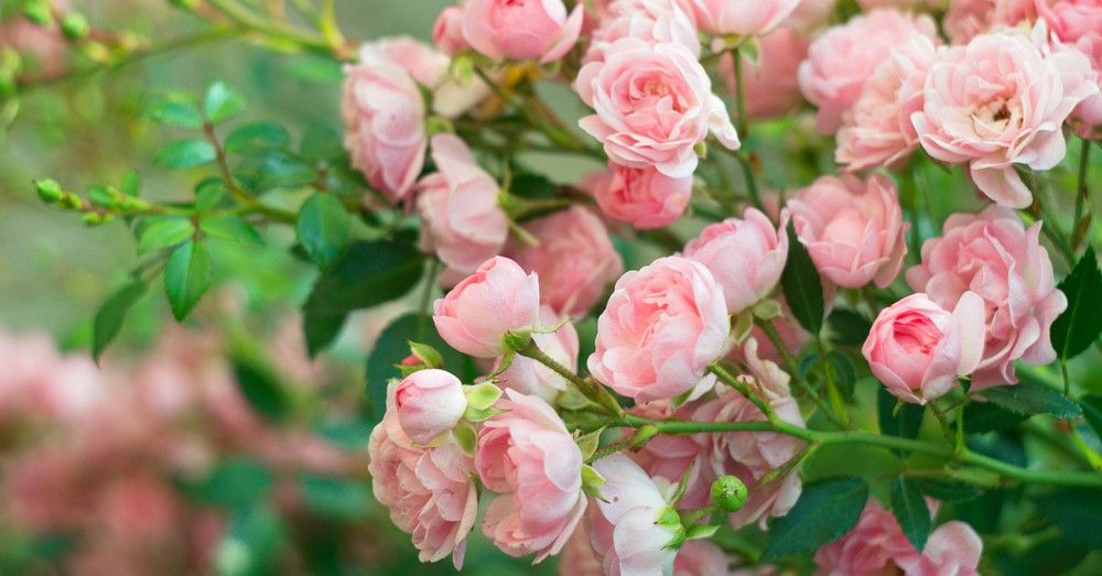 Cómo cuidar tus rosas para que florezcan todo el año