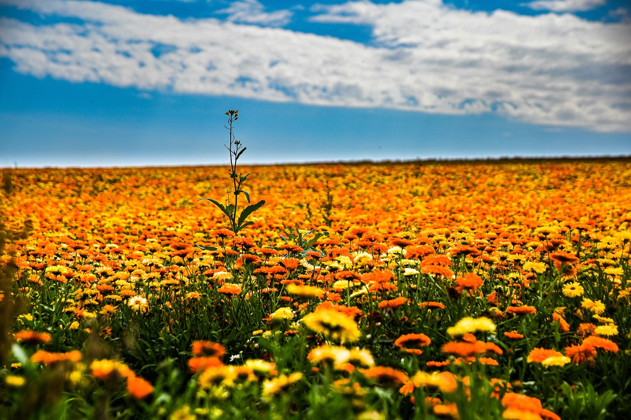 ¿Por qué se regalan flores el Día de las Madres? Tradición mexicana