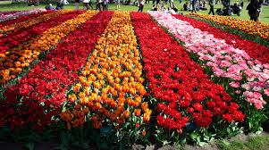 Flores que significan "te amo": lenguaje secreto de las flores