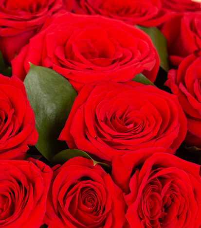 Estuche 24 Rosas - Flores a Domicilio 3