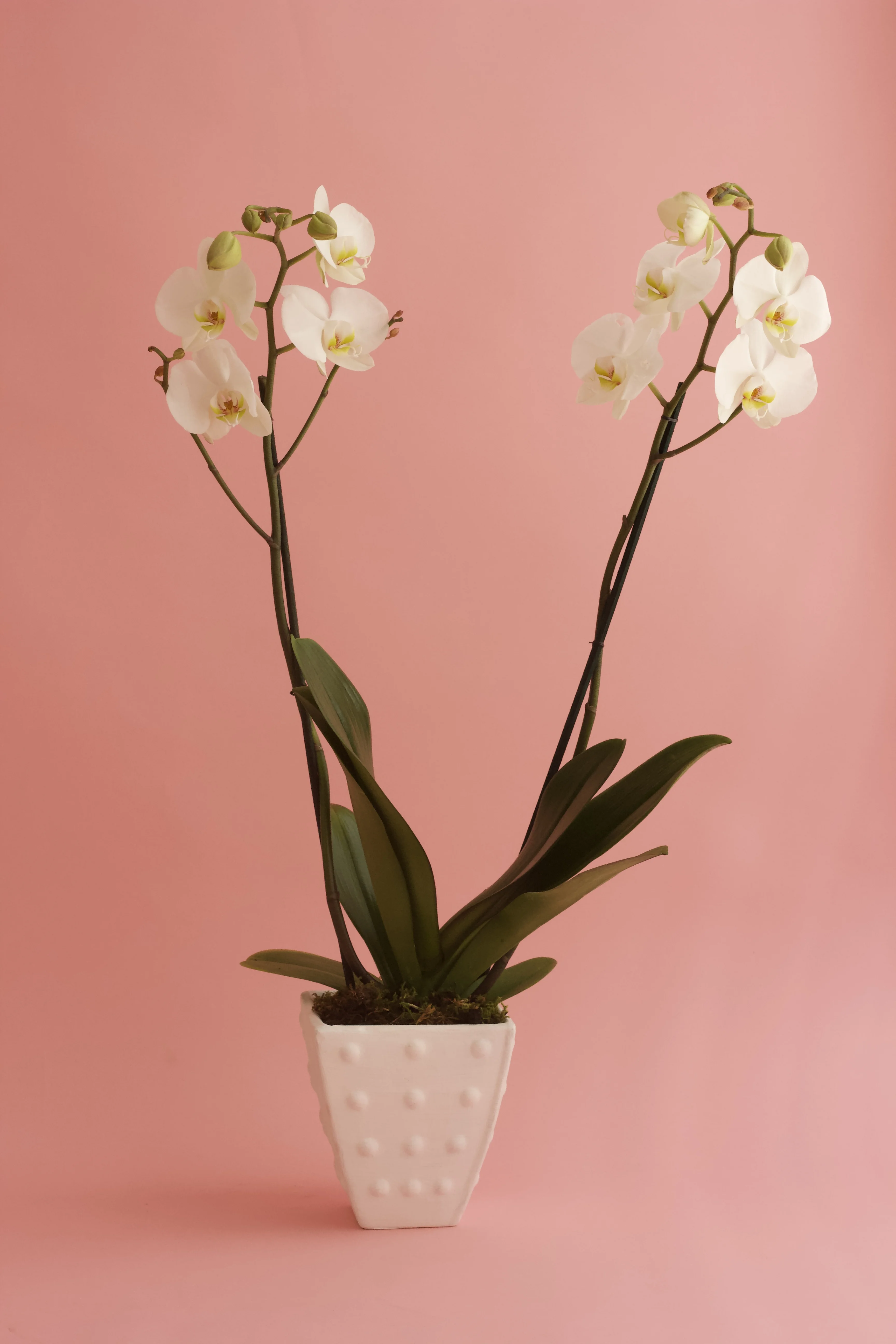 Orquídea a domicilio  1